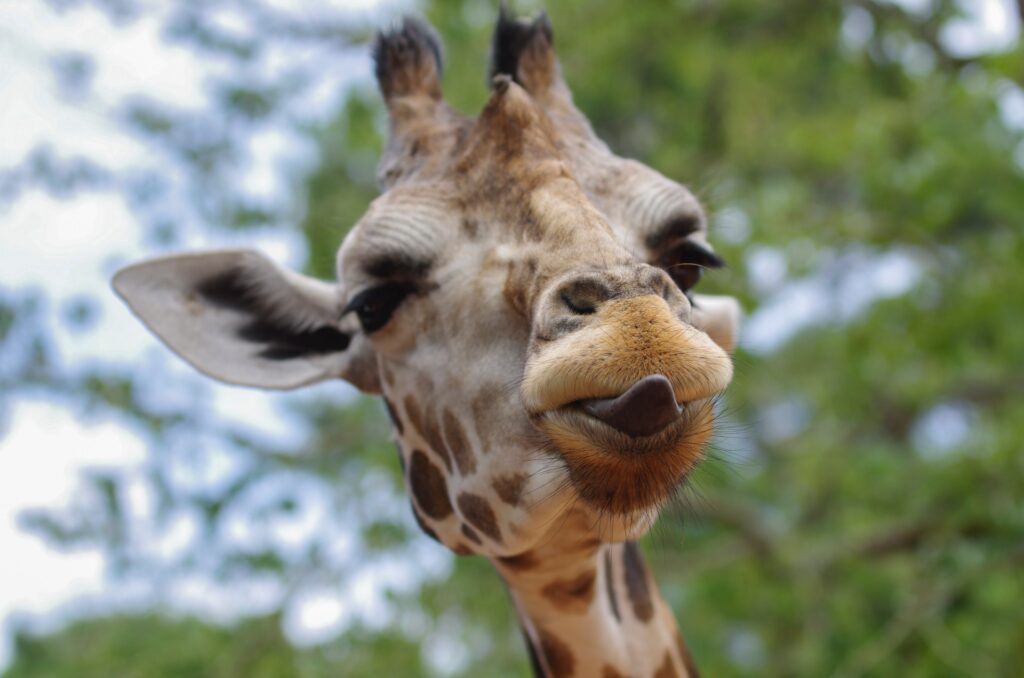 Giraffe smiling at the camera with a blurred green background, showcasing its unique facial features and long neck.