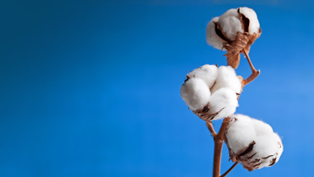 algod25c325a3o fibra natural