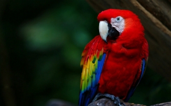 papagaio-3_xl Papagaio