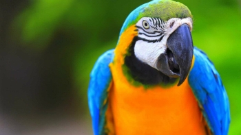 papagaio-1_xl Papagaio