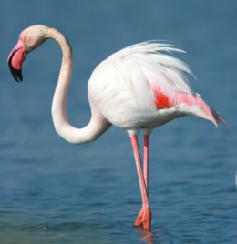 flamingo-1_xl Flamingo