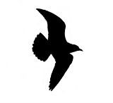 gaivota-1_xl Gaivota