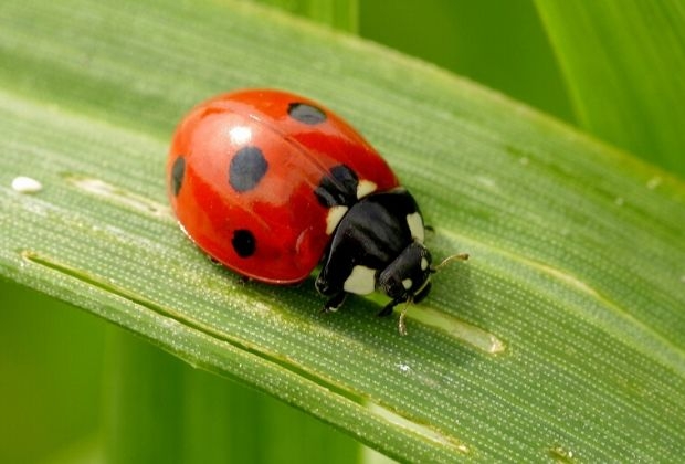 significado-dos-insetos-1_xl Significado Dos Insetos