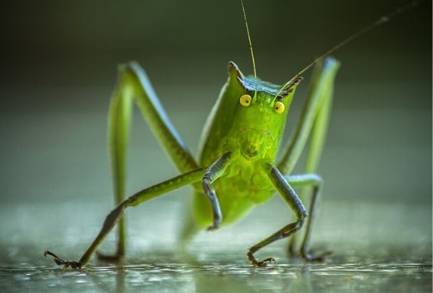 significado-dos-insetos-2_xl Significado Dos Insetos