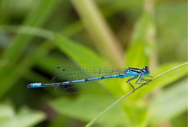 significado-dos-insetos-3_xl Significado Dos Insetos