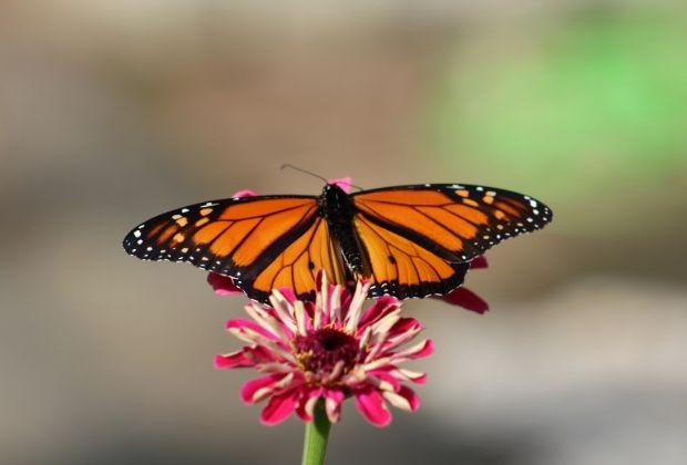 significado-dos-insetos-6_xl Significado Dos Insetos