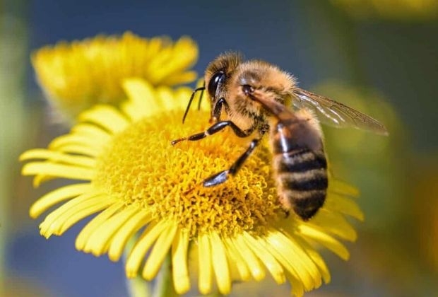 significado-dos-insetos-4_xl Significado Dos Insetos