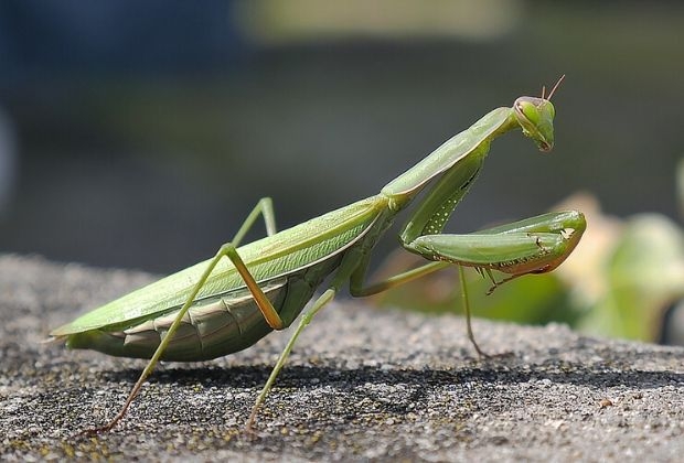 significado-dos-insetos-5_xl Significado Dos Insetos