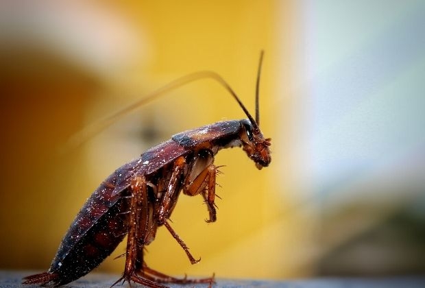 significado-dos-insetos-8_xl Significado Dos Insetos