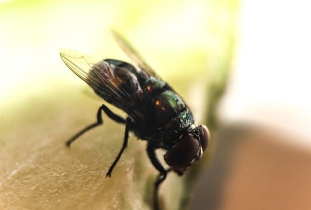 significado-dos-insetos-7_xl Significado Dos Insetos