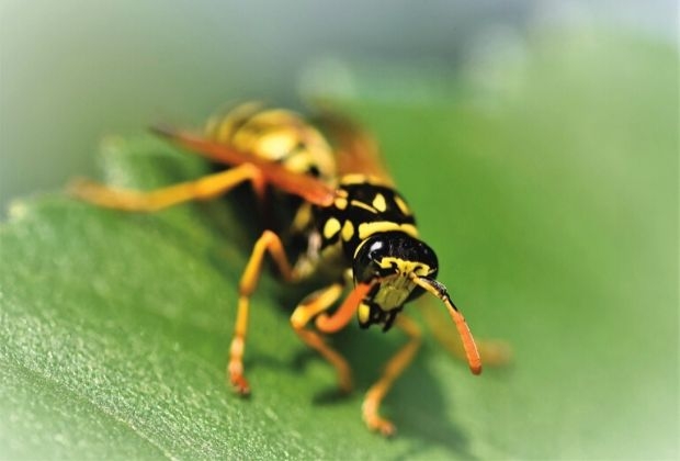 significado-dos-insetos-9_xl Significado Dos Insetos