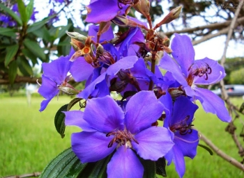 significado-de-flores-roxas-4_xl Significado De Flores Roxas