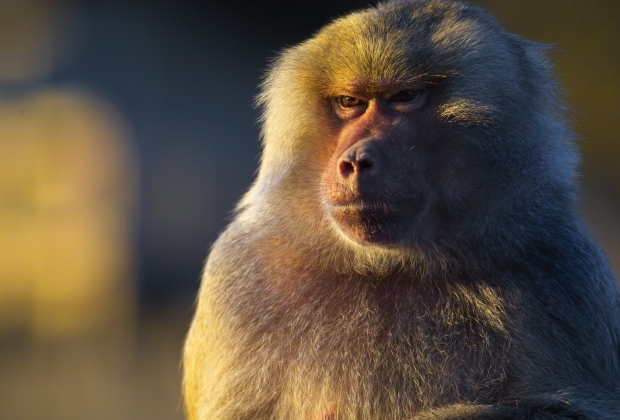 o-macaco-e-seus-significados-4_xl O Macaco E Seus Significados