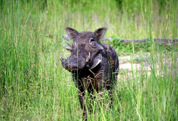Simbolos Do Xamanismo