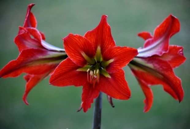 acucena-11_xl Acucena