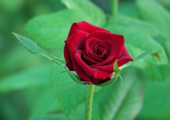 significado-das-cores-das-flores-3_xl Significado Das Cores Das Flores