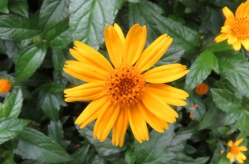 significado-das-cores-das-flores-5_xl Significado Das Cores Das Flores