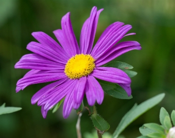 significado-das-cores-das-flores-6_xl Significado Das Cores Das Flores