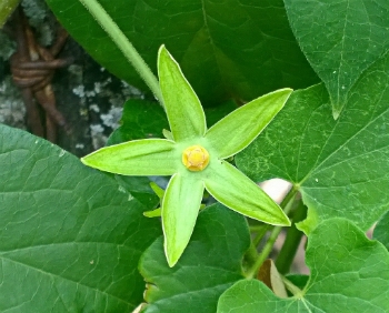 significado-das-cores-das-flores-7_xl Significado Das Cores Das Flores