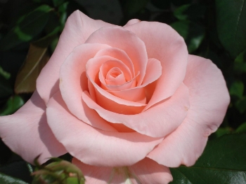 significado-das-cores-das-flores-9_xl Significado Das Cores Das Flores