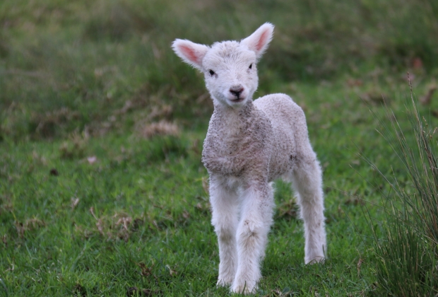 simbolos-da-pascoa-4_xl Simbolos Da Pascoa