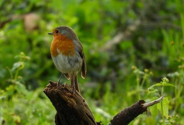 passaros-3_xl Passaros