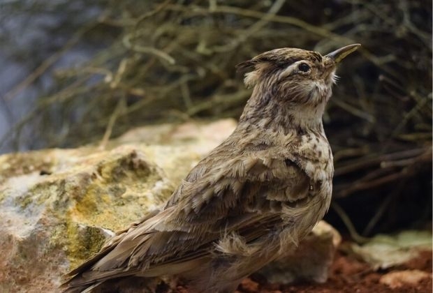 passaros-4_xl Passaros