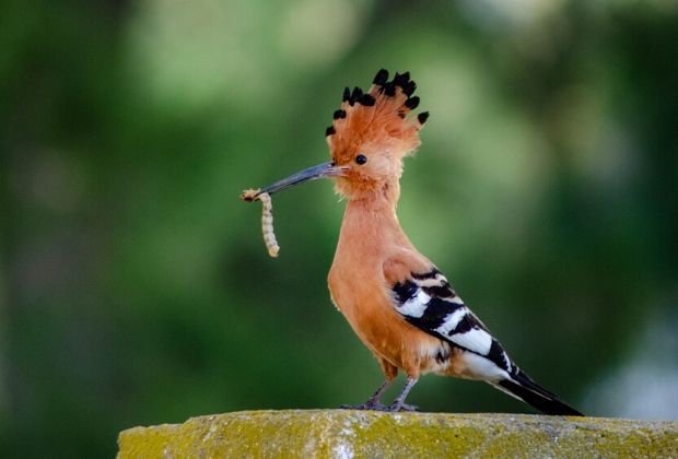 passaros-5_xl Passaros