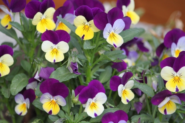 20-flores-com-as-simbologias-mais-especiais-6_xl 20 Flores Com As Simbologias Mais Especiais