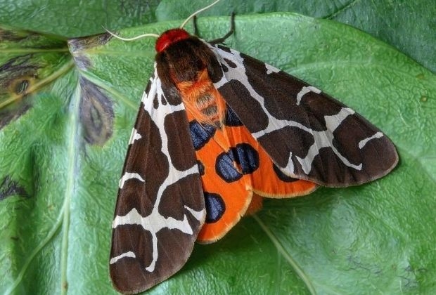 significado-da-mariposa-1_xl Significado Da Mariposa