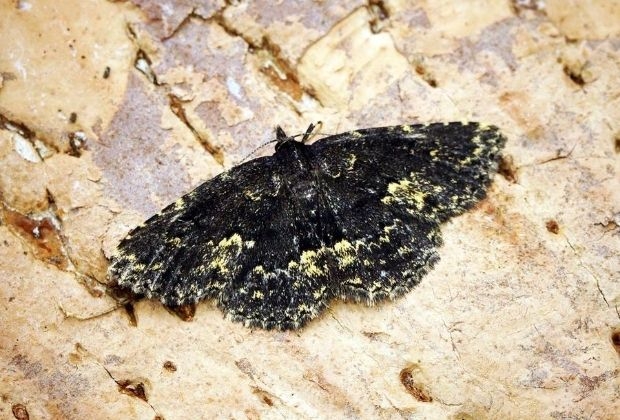 significado-da-mariposa-2_xl Significado Da Mariposa