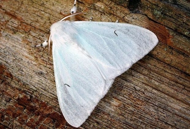 significado-da-mariposa-3_xl Significado Da Mariposa
