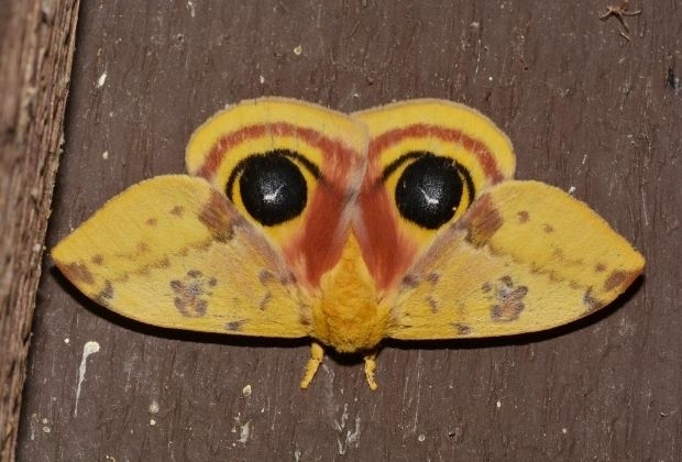 significado-da-mariposa-5_xl Significado Da Mariposa