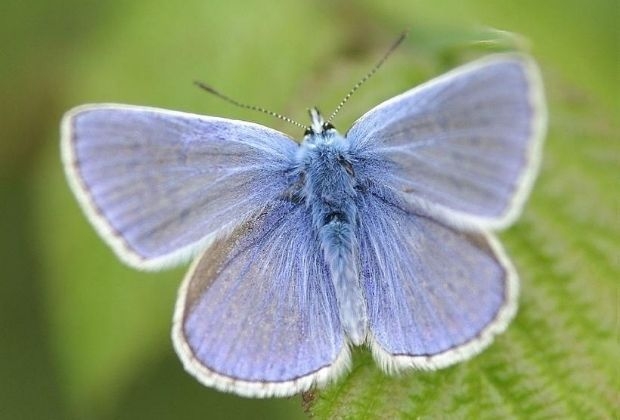 significado-da-mariposa-6_xl Significado Da Mariposa