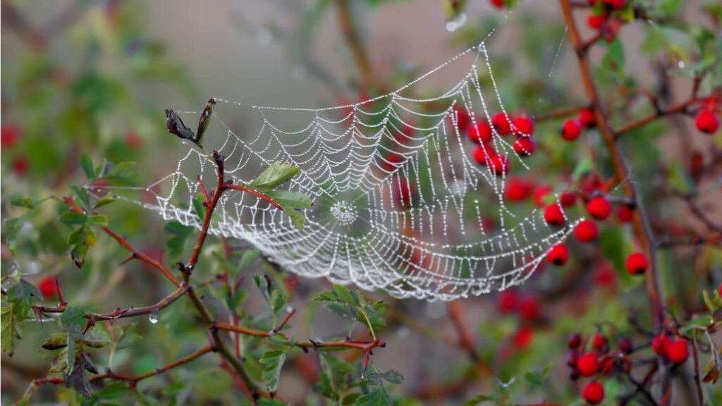 Sonhar com aranhas e teias, é ruim? Veja significados