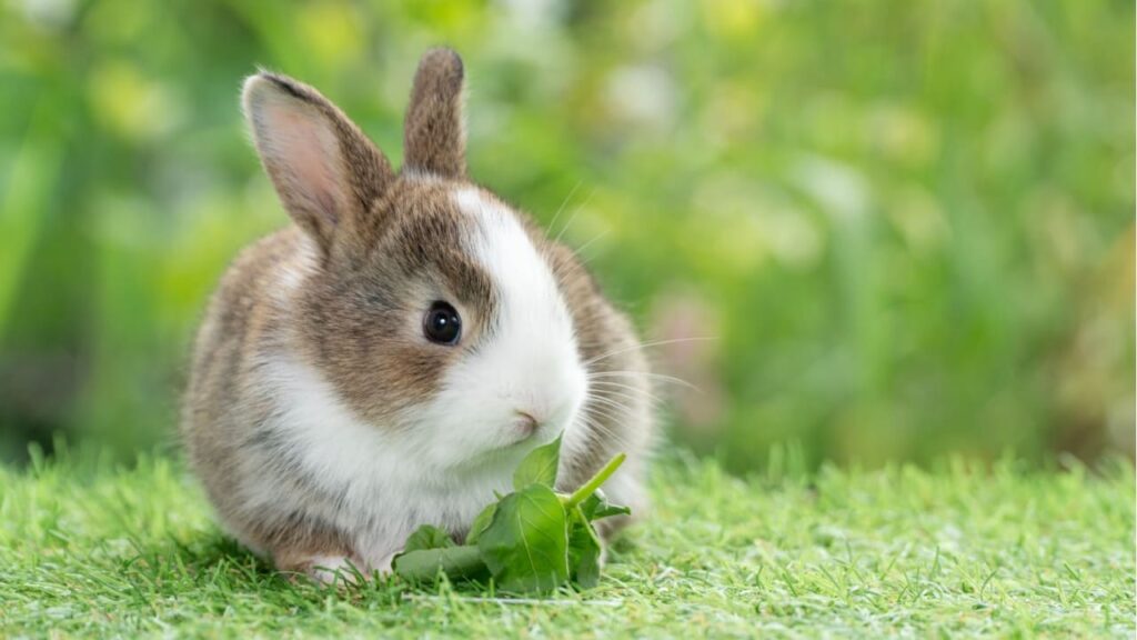 Sinal de alerta? Sonhei com coelhos, devo me preocupar?
