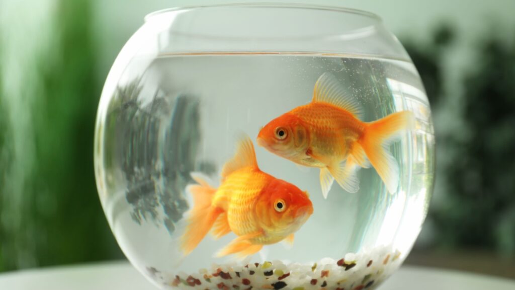 Sonhar com Peixes: saiba quais mensagens esse sonho traz