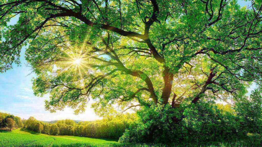Sol brilhando através de um majestoso carvalho verde, com céu azul claro no fundo.