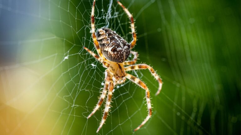 aranha fazendo teia em um fundo verde desfocado