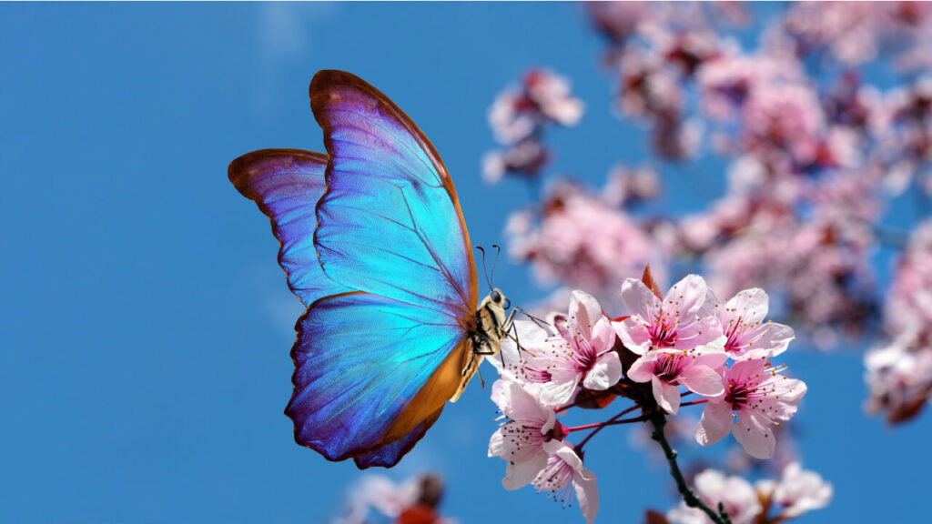 Borboleta azul brilhante pousando em uma flor, contra o céu azul.