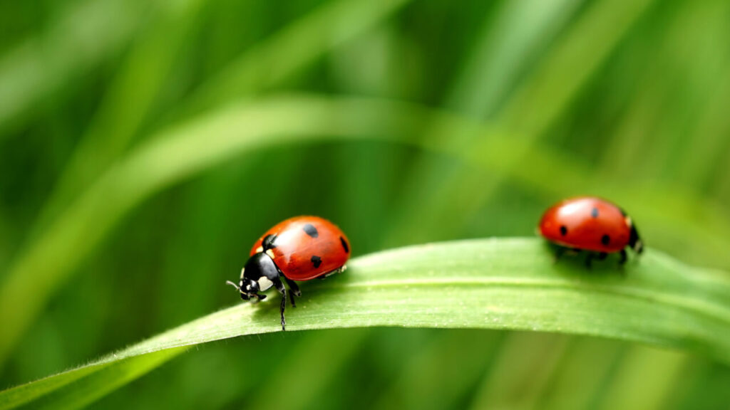 Duas joaninhas em uma folha.