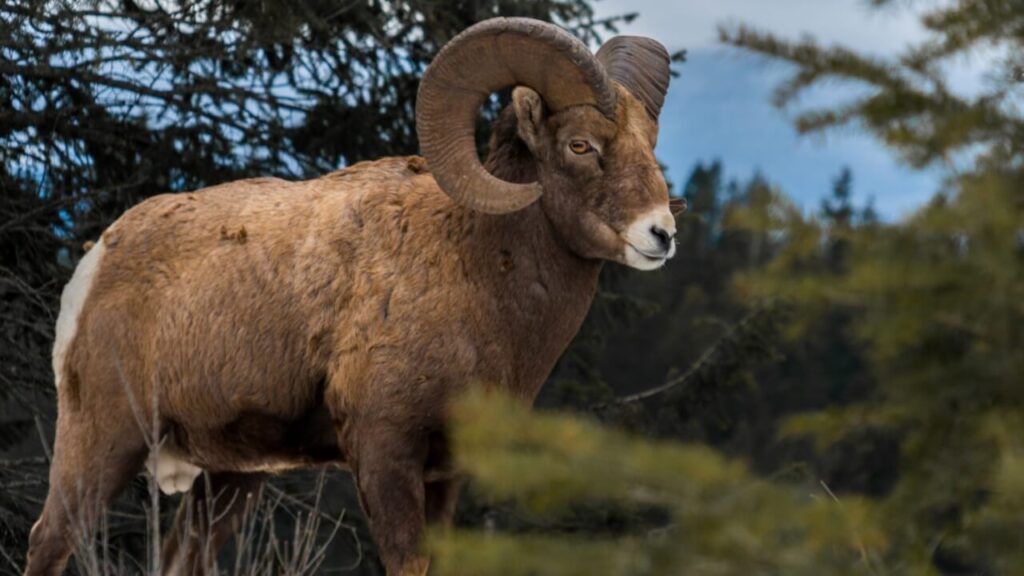 imagem de um carneiro ao ar livre