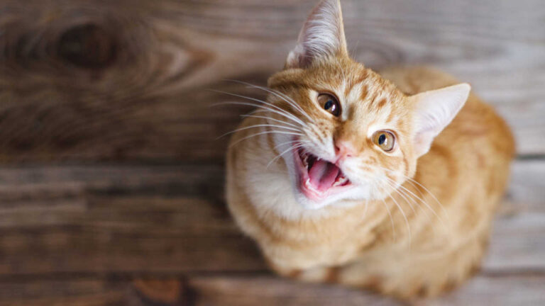 gato miando