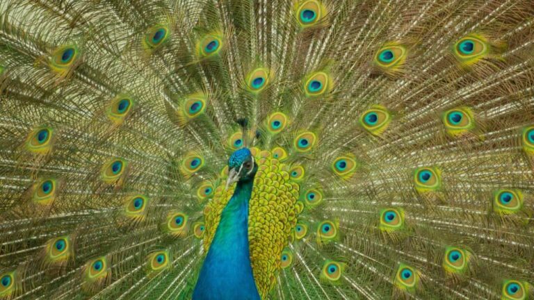 fotografia de um pavão com suas penas abertas