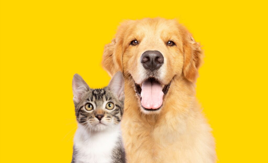 Saiba o que significa sonhar com animais