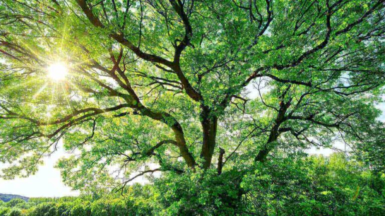 Sol brilhando intensamente através dos galhos tortos de uma majestosa árvore verde.