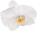 orquidea-2_xl Orquídea branca em close-up, exibindo pétalas suaves e centro amarelo, sobre fundo branco.